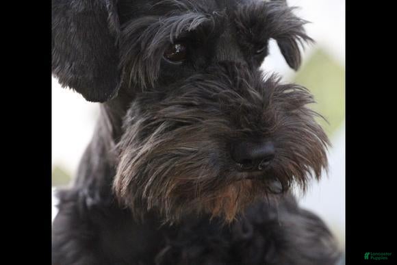 Miniature Schnauzer dogs Sassy - Ad 2