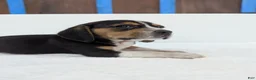 Beagle dogs for sale: Ruffles - Ad 4