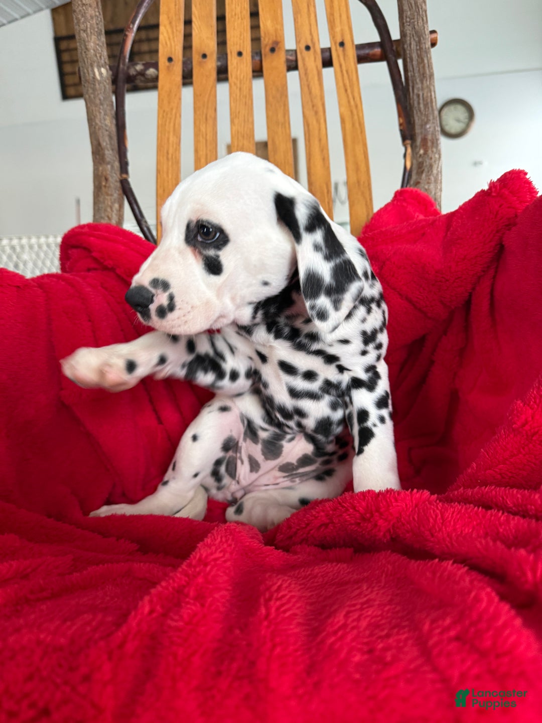 Dalmatian dogs for sale: Tara - Ad 17