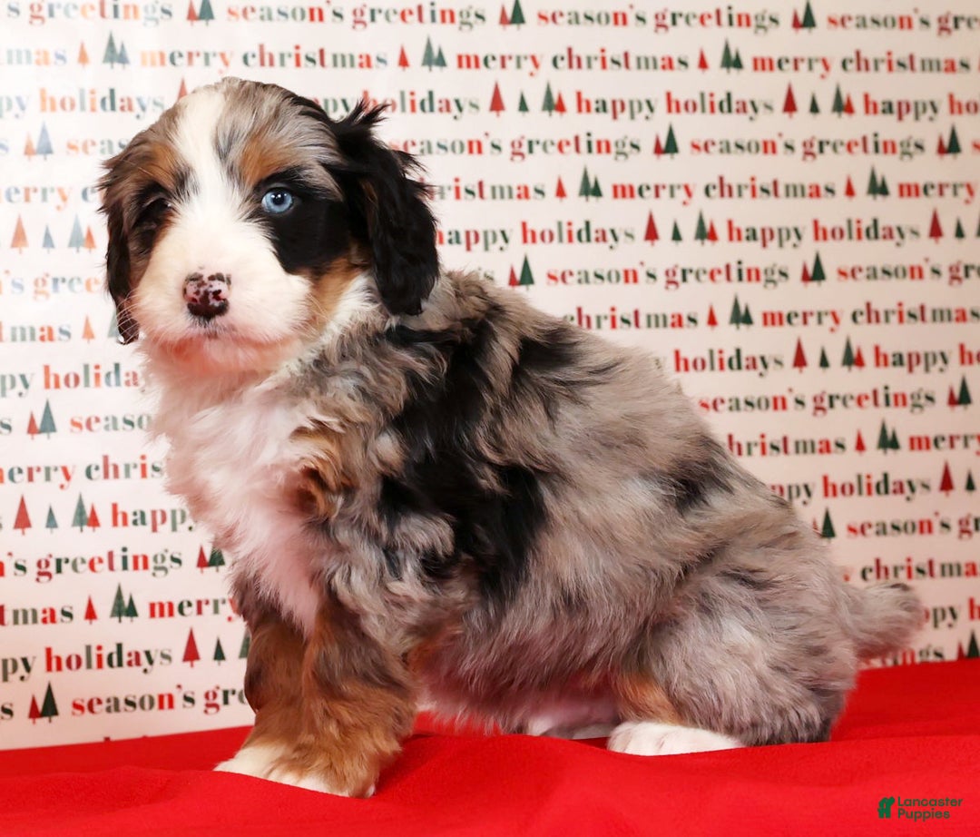 Mini Bernedoodle dogs for sale: Otis - Ad 8