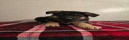 German Shepherd dogs for sale: Max - Ad 11
