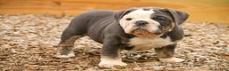 Mixed Breed dogs for sale: Duke Victorian Bulldog - Ad 13