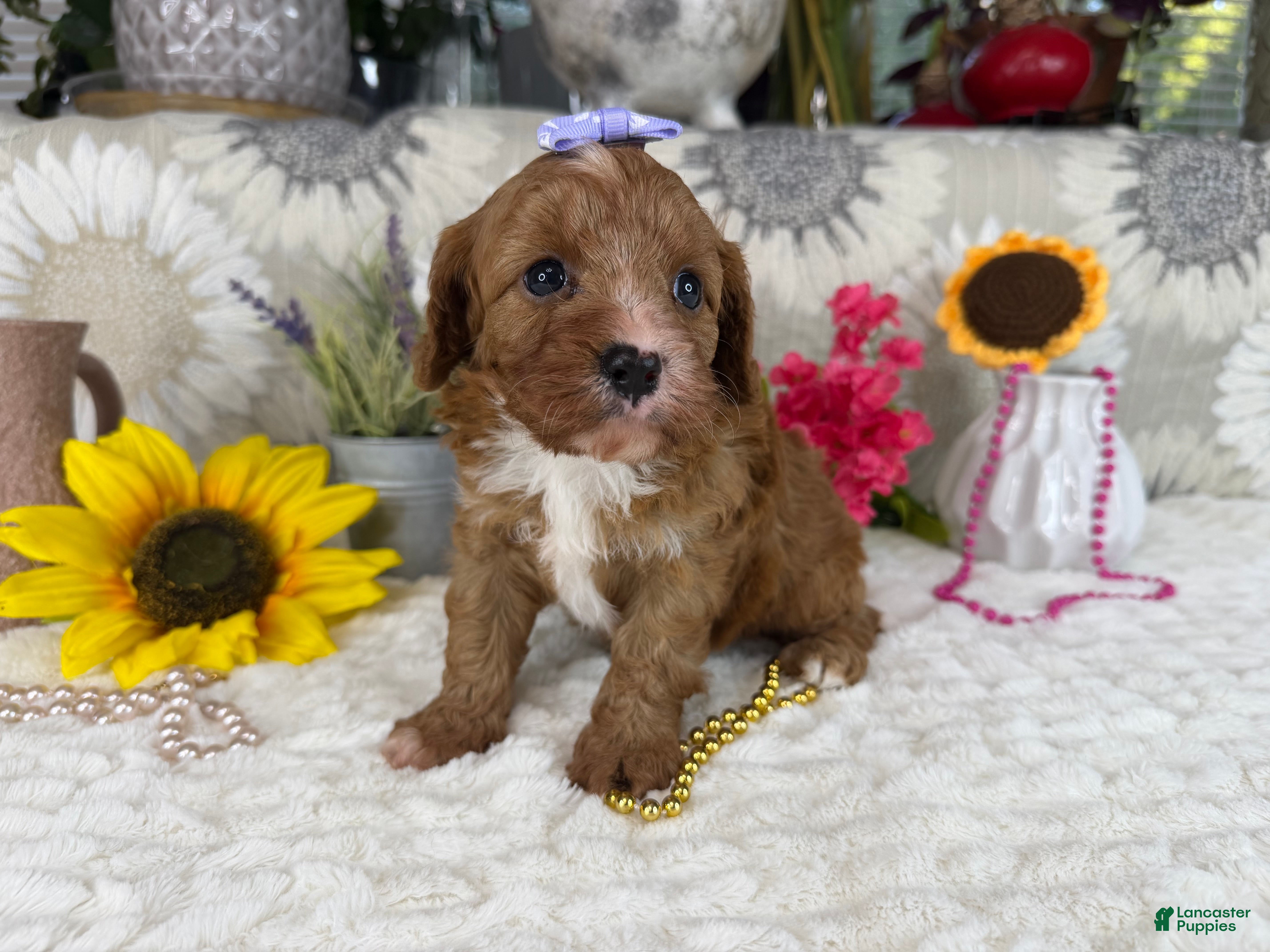 Cavapoo dogs Kayla - Ad 23