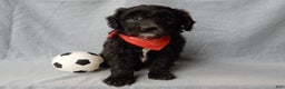 Sheepadoodle dogs for sale: Thunder - Ad 4