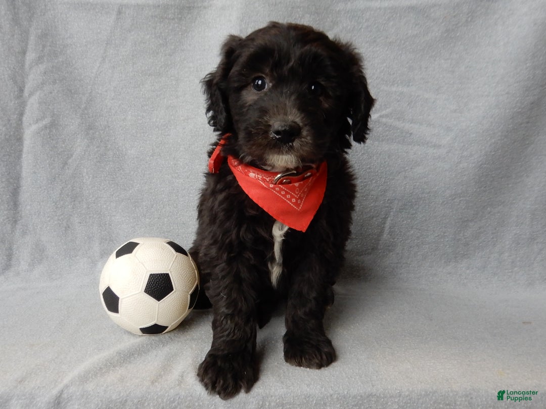 Sheepadoodle dogs for sale: Thunder - Ad 4