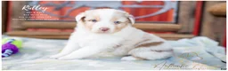 Australian Shepherd dogs for sale: Ridley - Ad 1