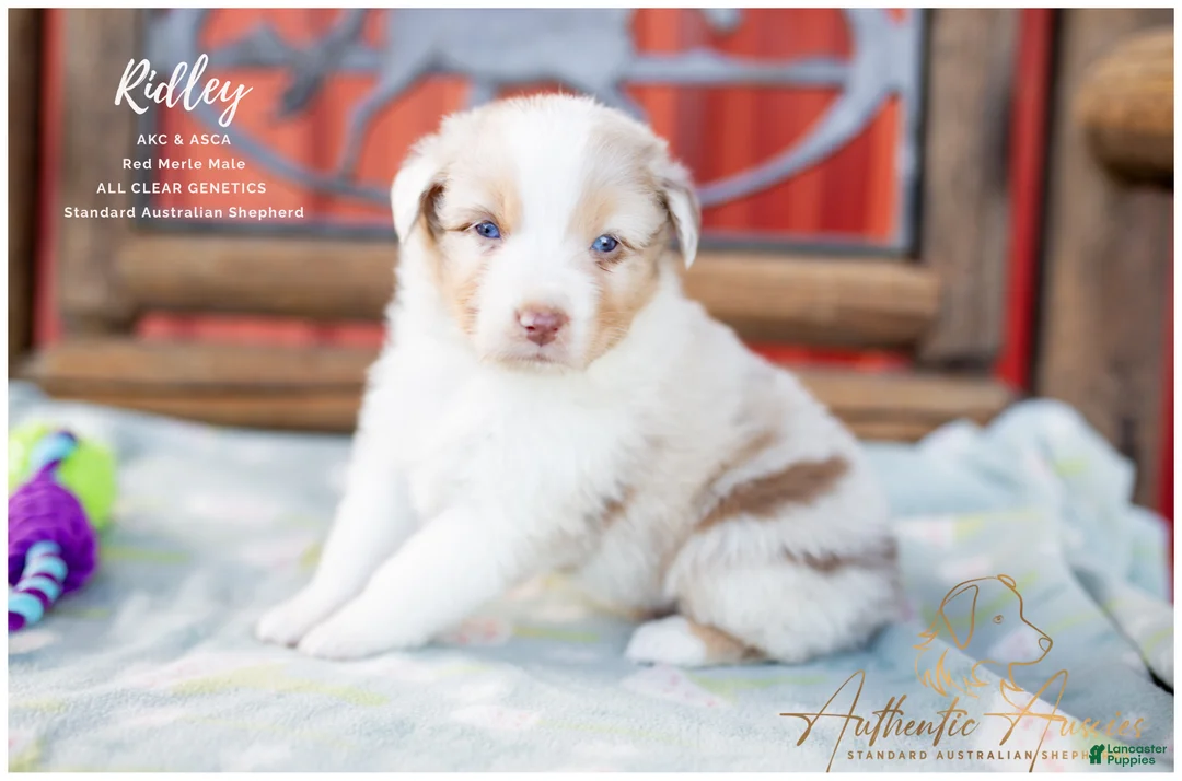 Australian Shepherd dogs for sale: Ridley - Ad 1