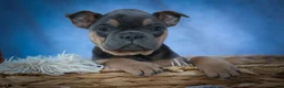 Frenchton dogs for sale: Peaches 🍑 — A Charming F2 Frenchton Puppy! - Ad 3