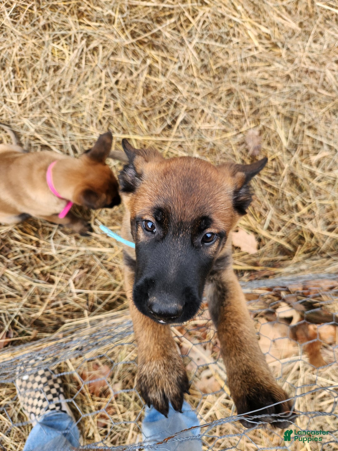 Belgian Malinois dogs for sale: Light Blue - Ad 1