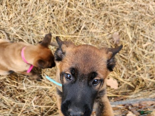 Belgian Malinois dogs Light Blue - Ad 41