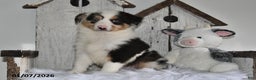 Miniature Australian Shepherd dogs for sale: Dasher - Ad 2