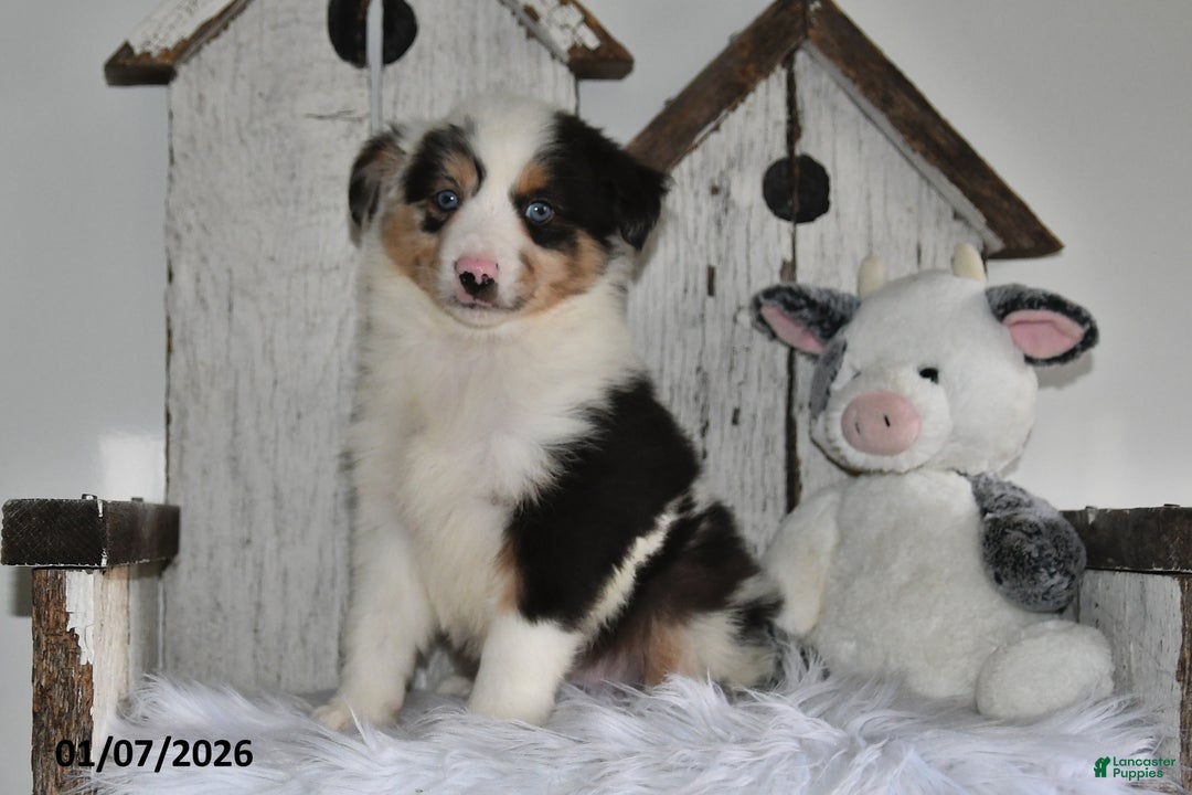 Miniature Australian Shepherd dogs for sale: Dasher - Ad 2