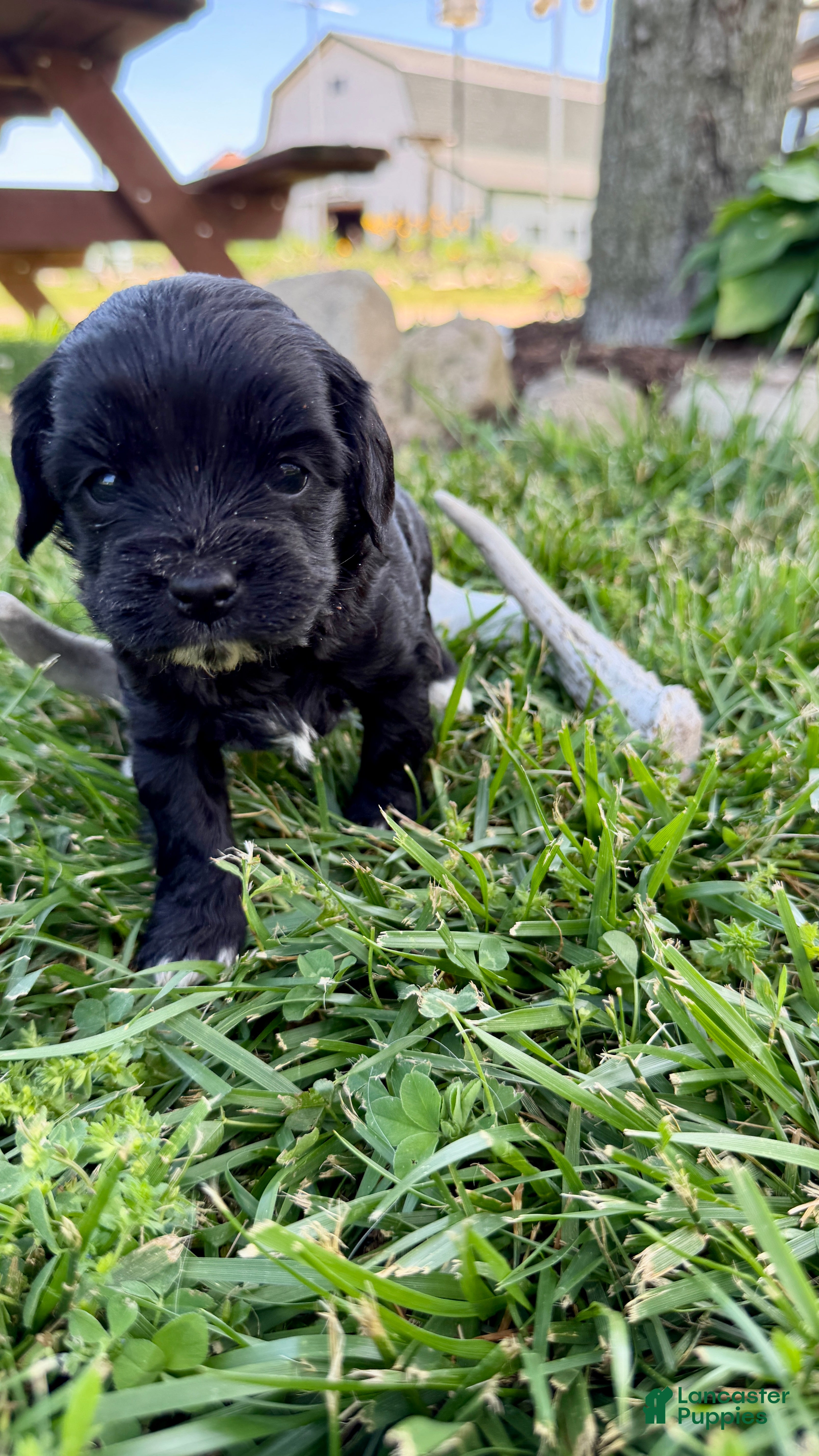 Cavapoo dogs Tippy - Ad 21
