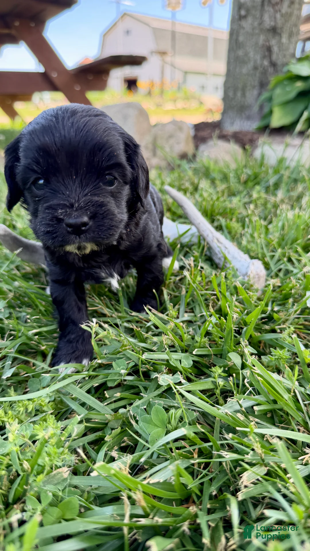 Cavapoo dogs for sale: Tippy - Ad 1