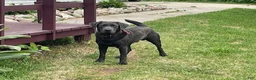 Labrador Retriever dogs for sale: Miles - Ad 4
