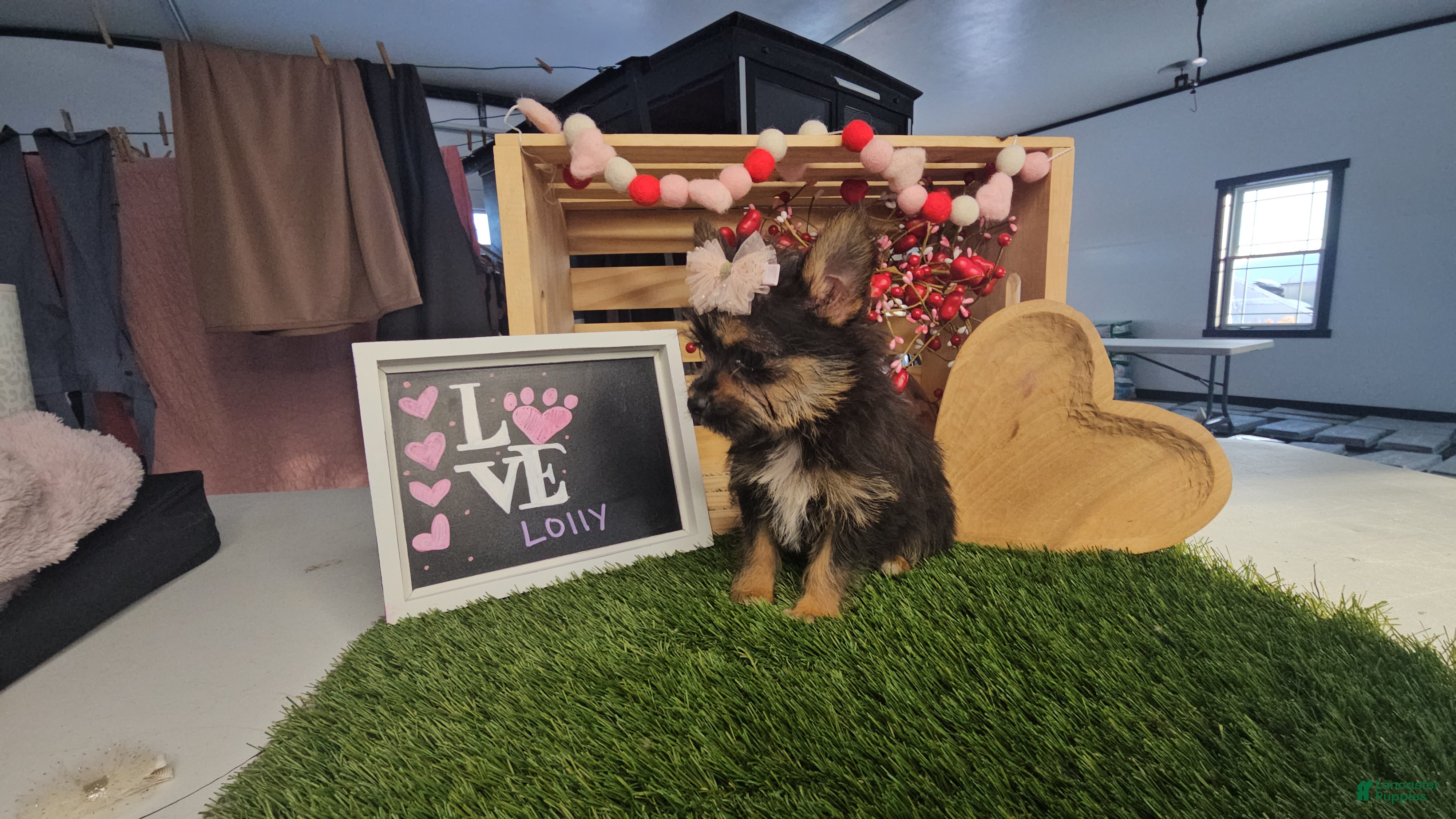 Mixed Breed dogs Lolly - Ad 2