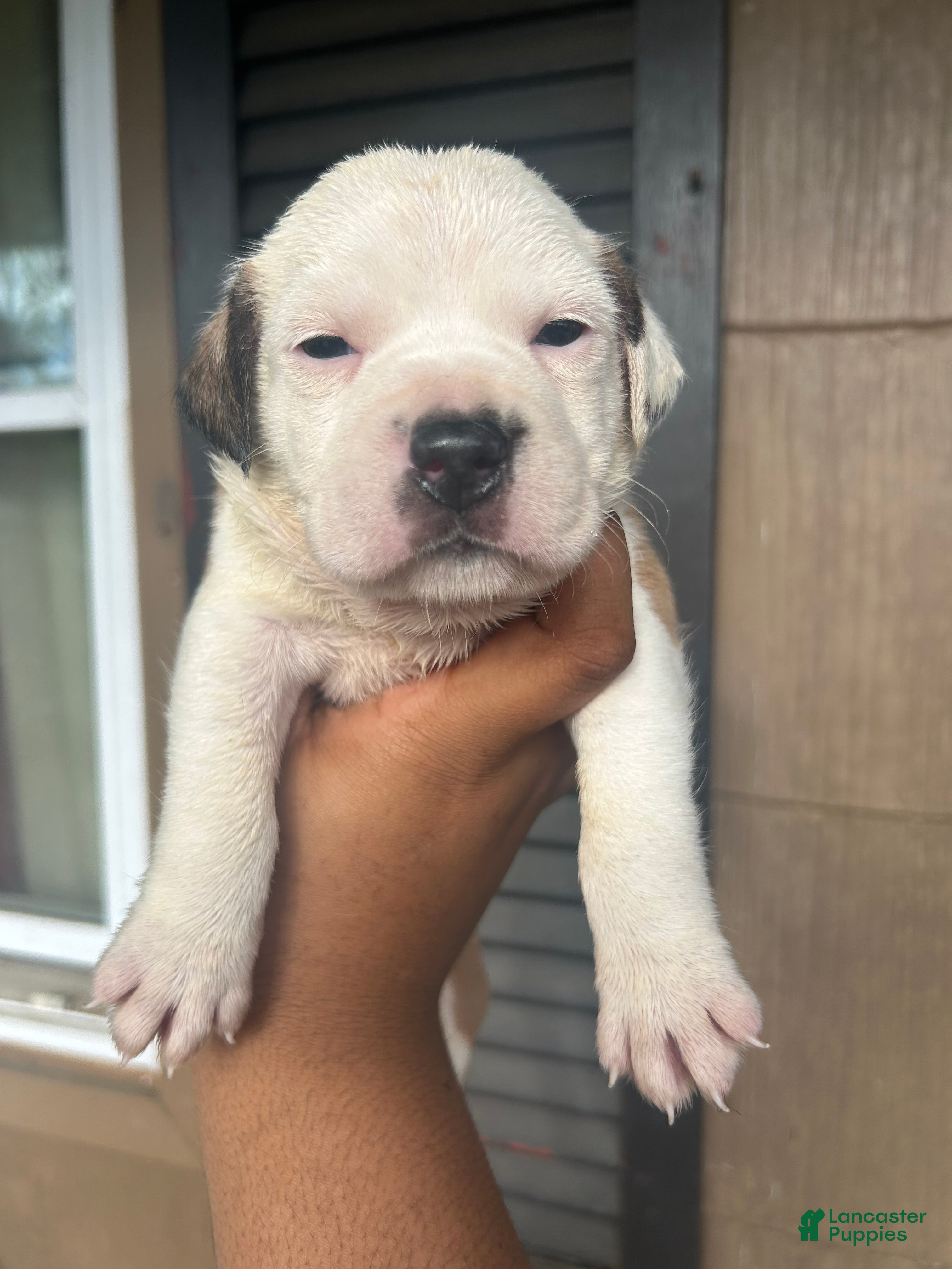Mixed Breed dogs Mixed Breed Puppy 1 - Ad 17