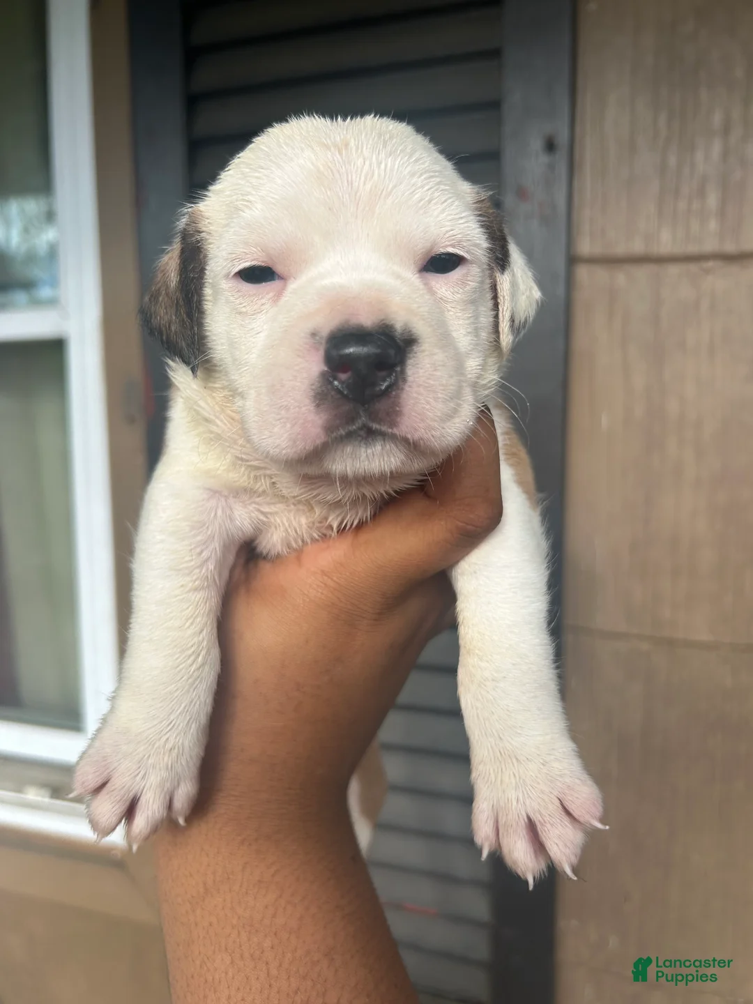 Mixed Breed dogs for sale: Mixed Breed Puppy 1 - Ad 1