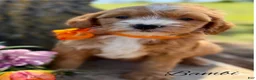 Mini Goldendoodle dogs for sale: Bambi Medium Goldendoodle Girl - Ad 1