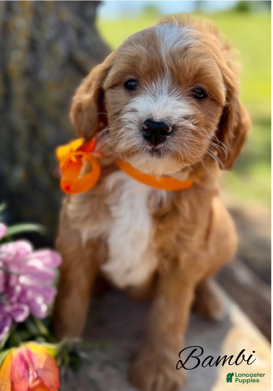 Mini Goldendoodle dogs for sale: Bambi Medium Goldendoodle Girl - Ad 1