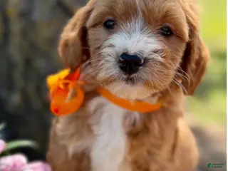 Mini Goldendoodle dogs for sale: Bambi Medium Goldendoodle Girl - Ad 4