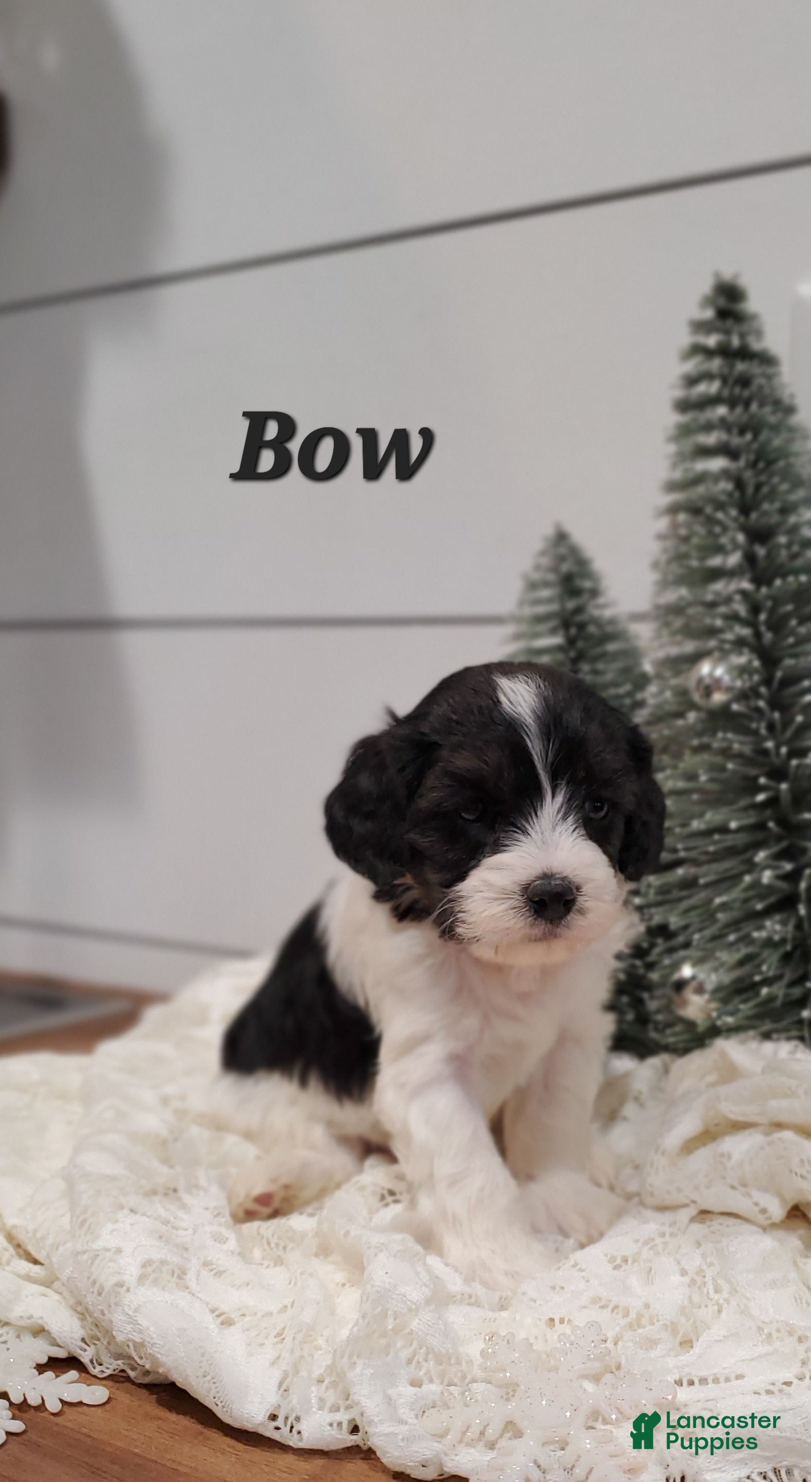 Cavapoo dogs Bow - Ad 12