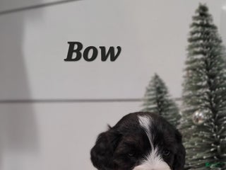 Cavapoo dogs Bow - Ad 35