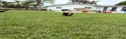 Bernese Mountain Dog dogs for sale: Bernese Mountain Dog 1 - Ad 6