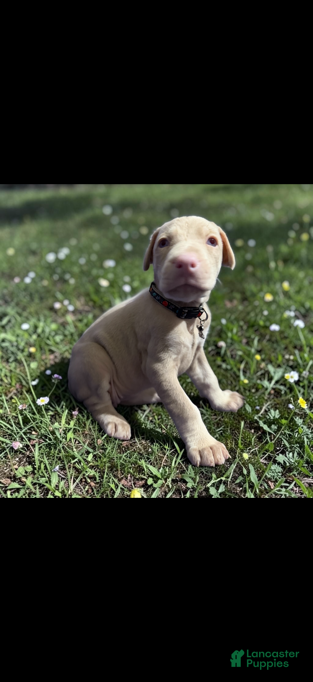 Doberman Pinscher dogs Doberman Pinscher Puppy 2 - Ad 22