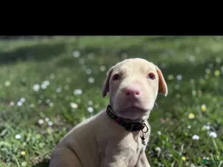 Doberman Pinscher dogs Doberman Pinscher Puppy 2 - Ad 22