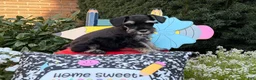Miniature Schnauzer dogs for sale: Melody - Ad 3