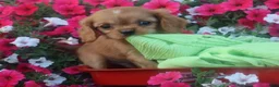 Cavalier King Charles Spaniel dogs for sale: Cavalier King Charles Spaniel 1 - Ad 5