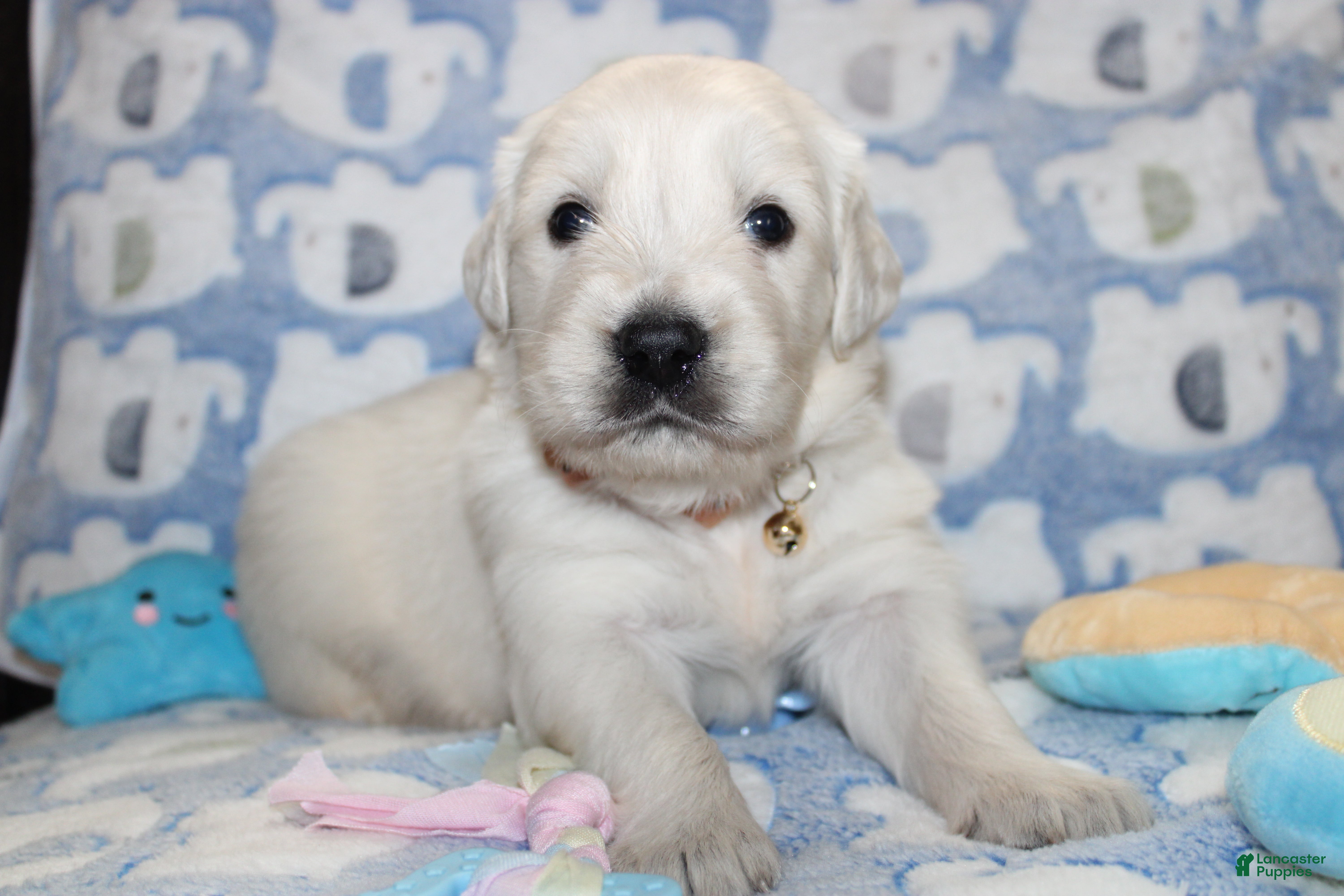 Golden Retriever dogs 4th choice male avilable - Ad 8