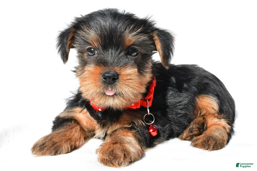 Yorkshire Terrier dogs for sale: Jethro - Ad 2