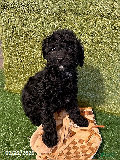 Miniature Poodle dogs Pippa - Ad 35