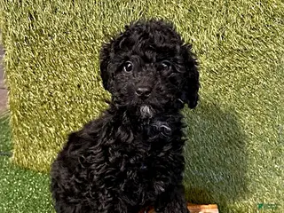 Miniature Poodle dogs Pippa - Ad 42