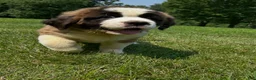 Saint Bernard dogs for sale: Brandy - Ad 3