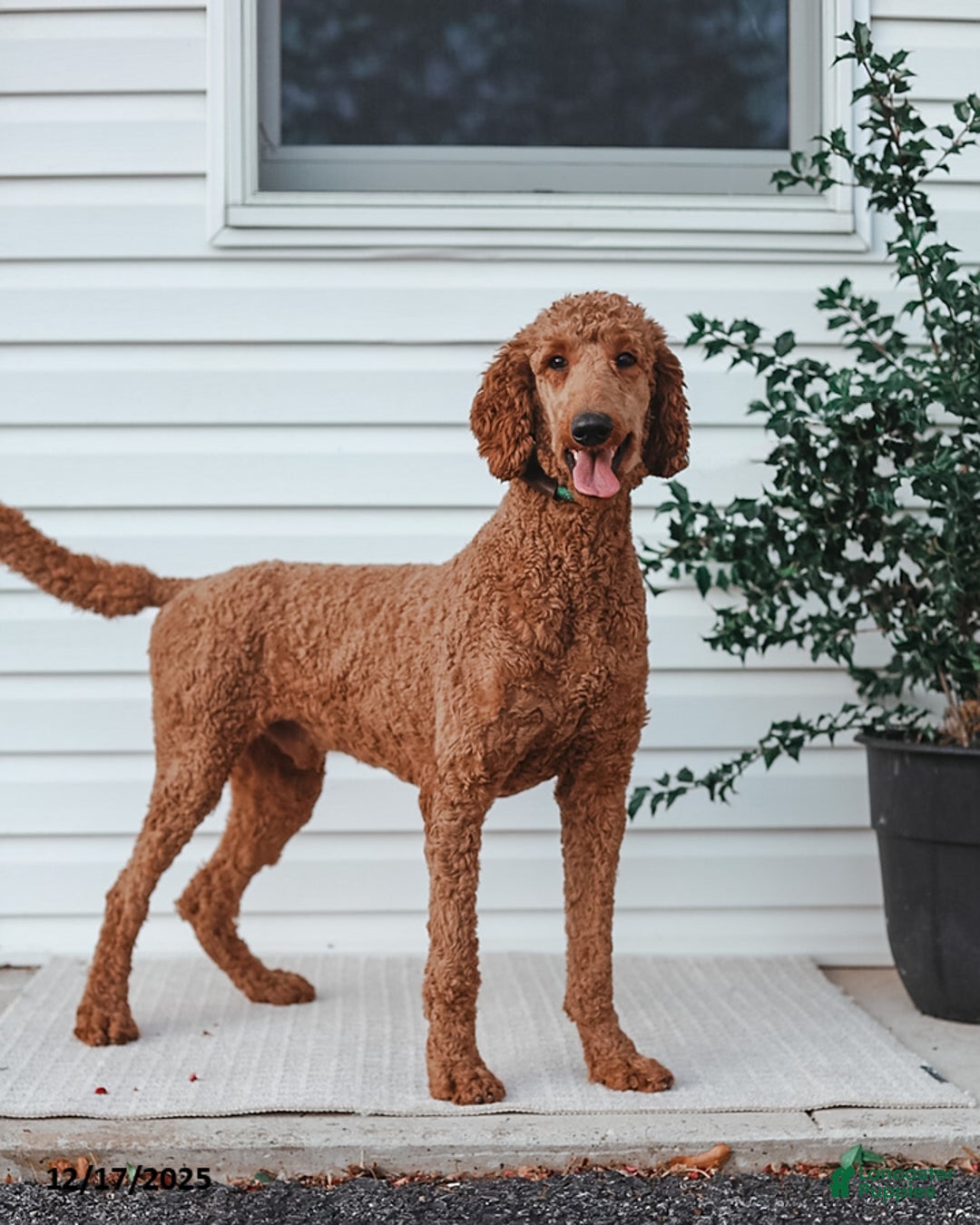 Standard Poodle dogs for sale: Dante - Ad 2