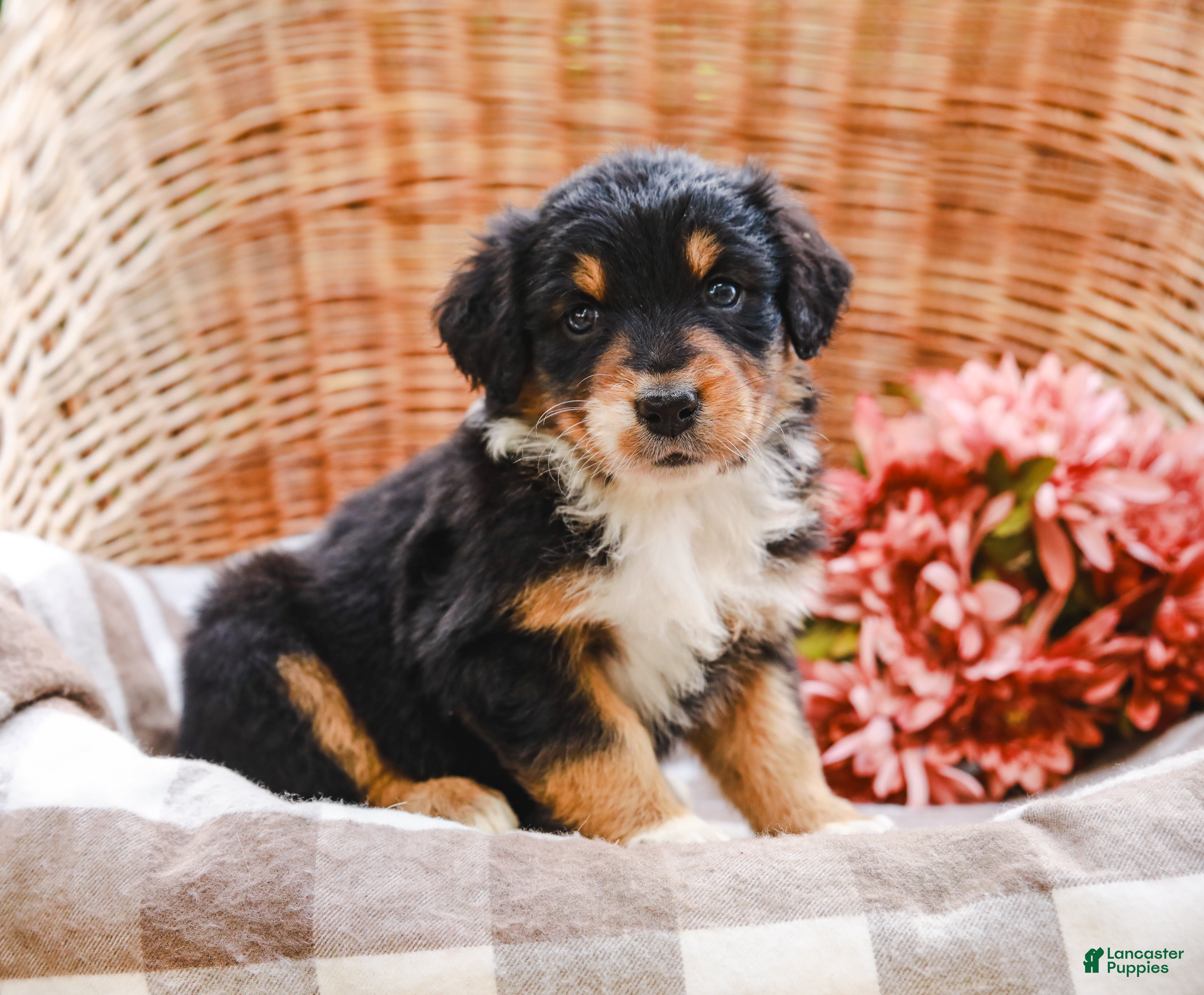 Aussiedoodle dogs Kimbo Standard Sized - Ad 2