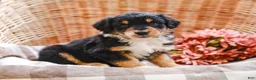 Aussiedoodle dogs for sale: Kimbo Standard Sized - Ad 2