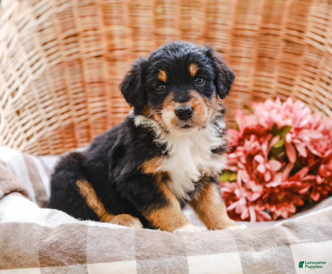 Aussiedoodle dogs for sale: Kimbo Standard Sized - Ad 2
