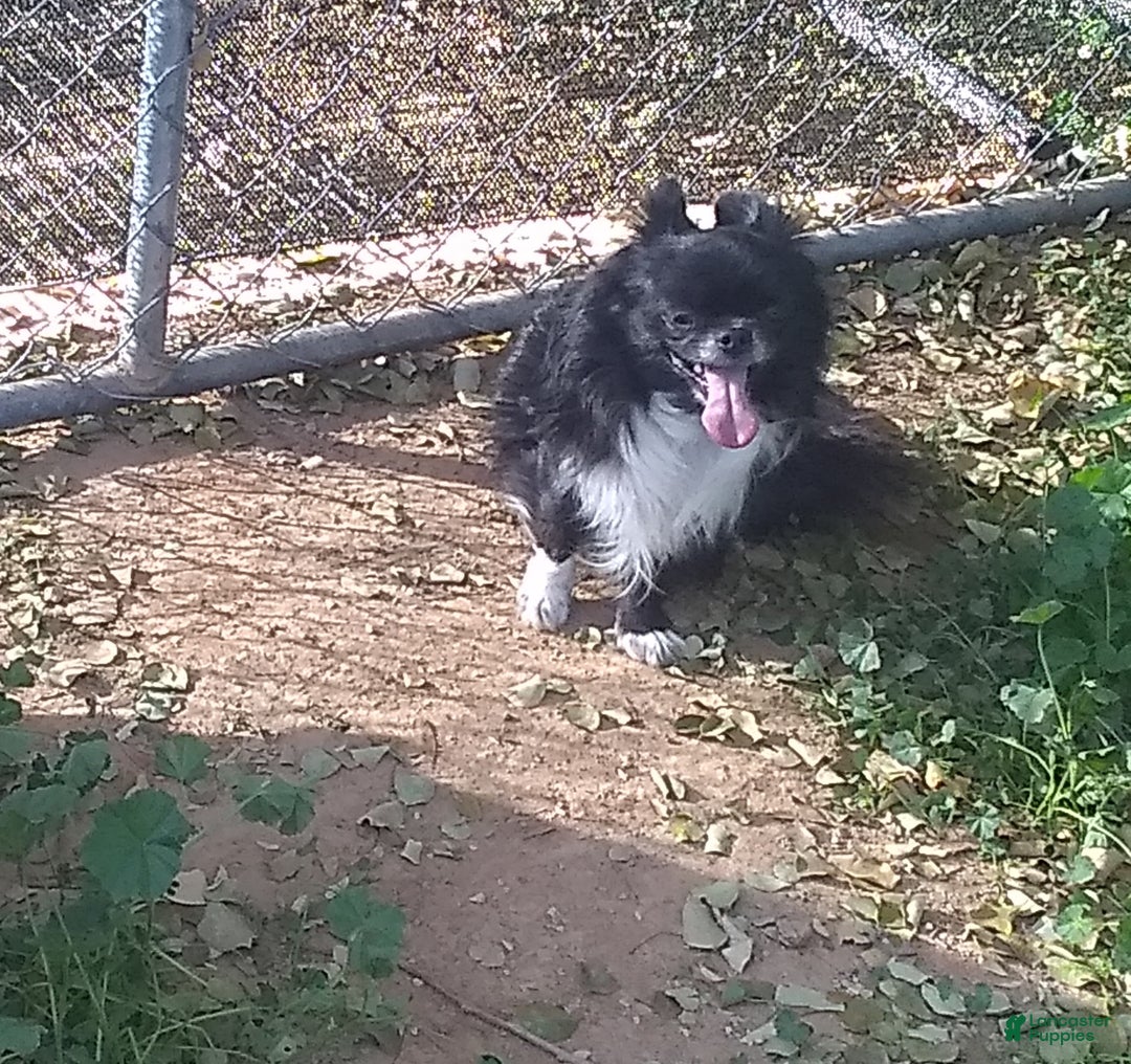 Chihuahua dogs for sale: Full AKC Adult  Russian Male  - Ad 3