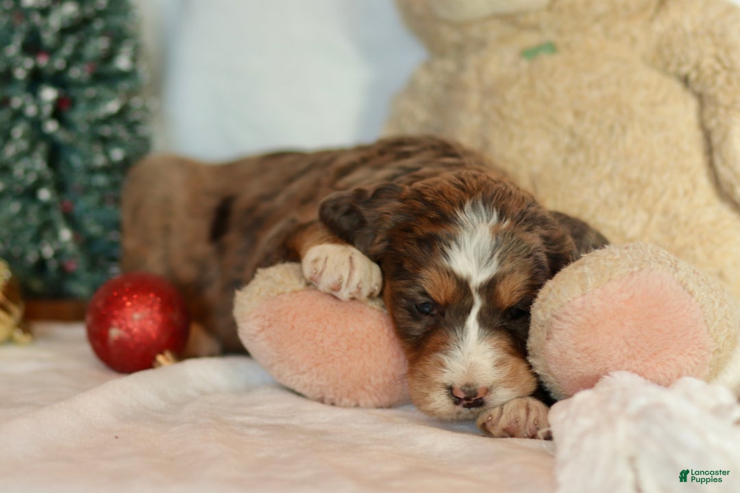 Bernedoodle dogs for sale: Noelle  - Ad 6