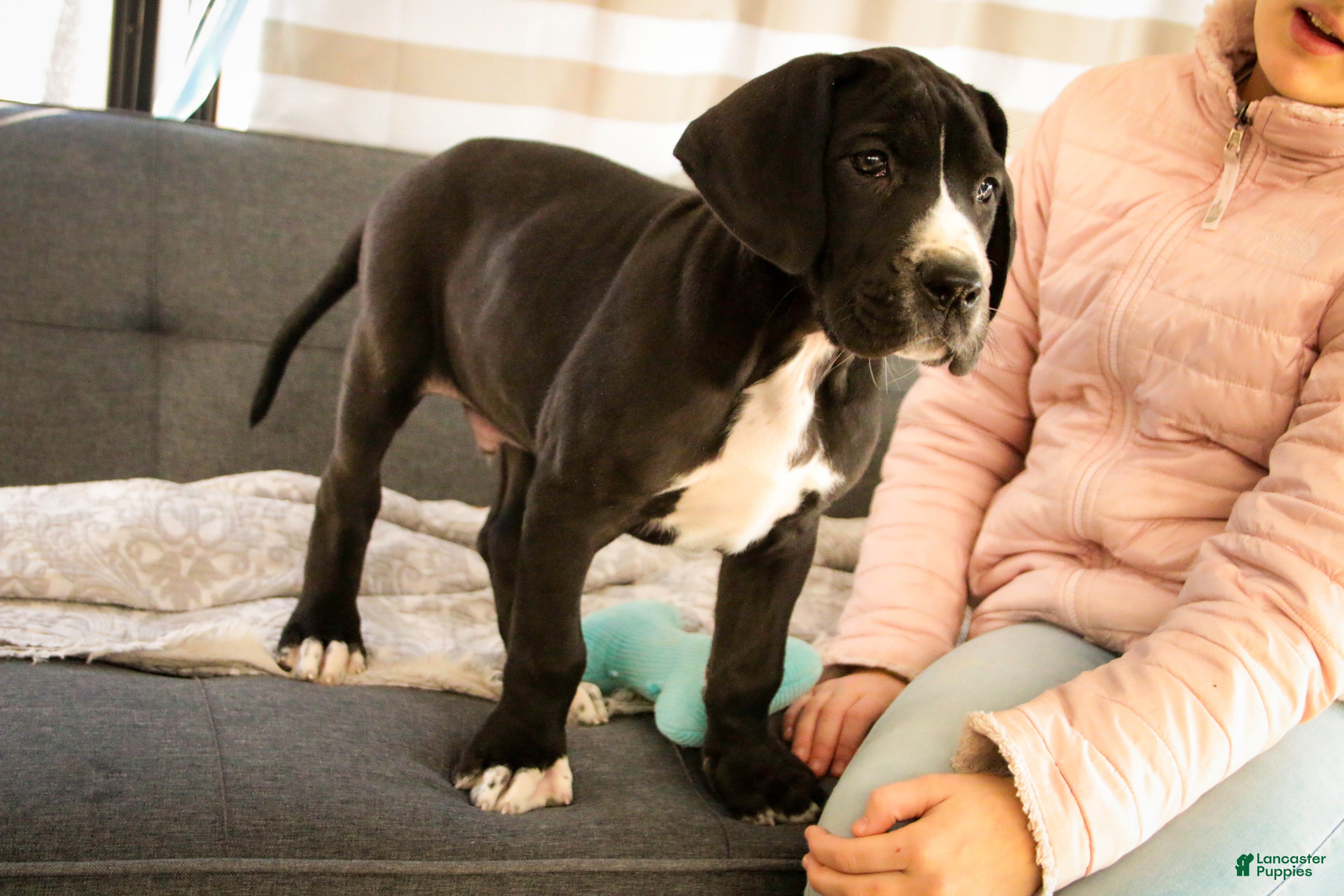 Great Dane dogs for sale: Toby - Ad 2