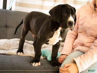 Great Dane dogs for sale: Toby - Ad 2