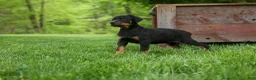Doberman Pinscher dogs for sale: Duke (Black Rust)🐶🤎✨ - Ad 8