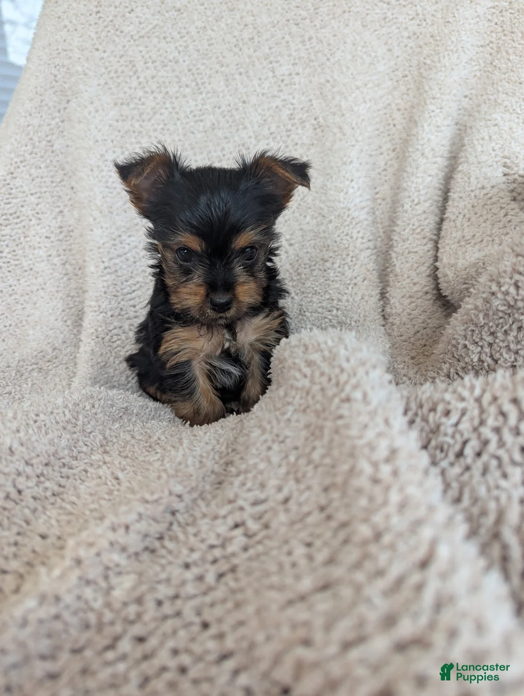 Yorkshire Terrier dogs for sale: Janette.           - Ad 8