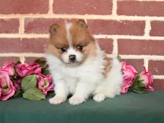Pomeranian dogs for sale: Ike - Ad 2
