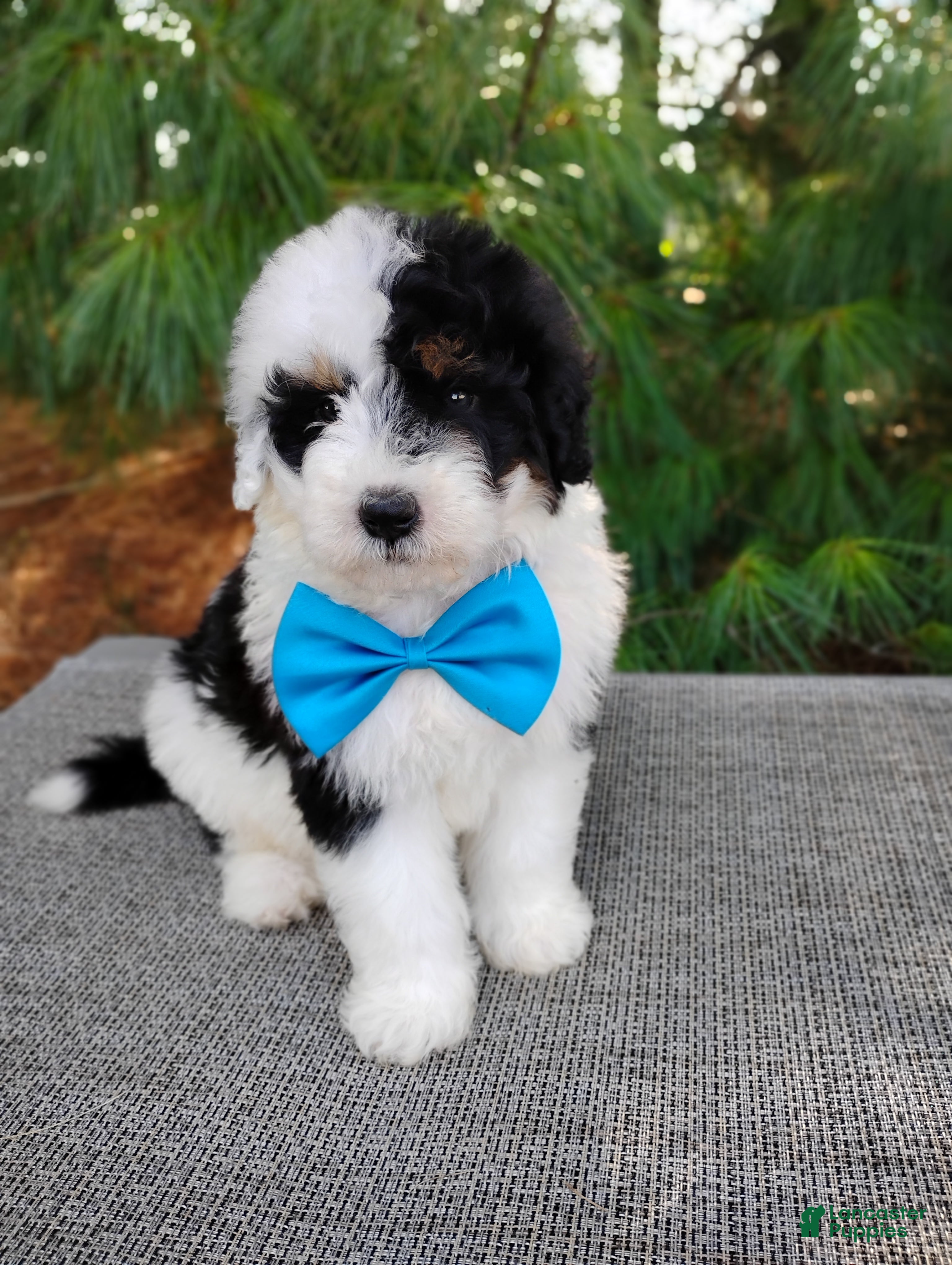 Bernedoodle dogs Biscuit  - Ad 2