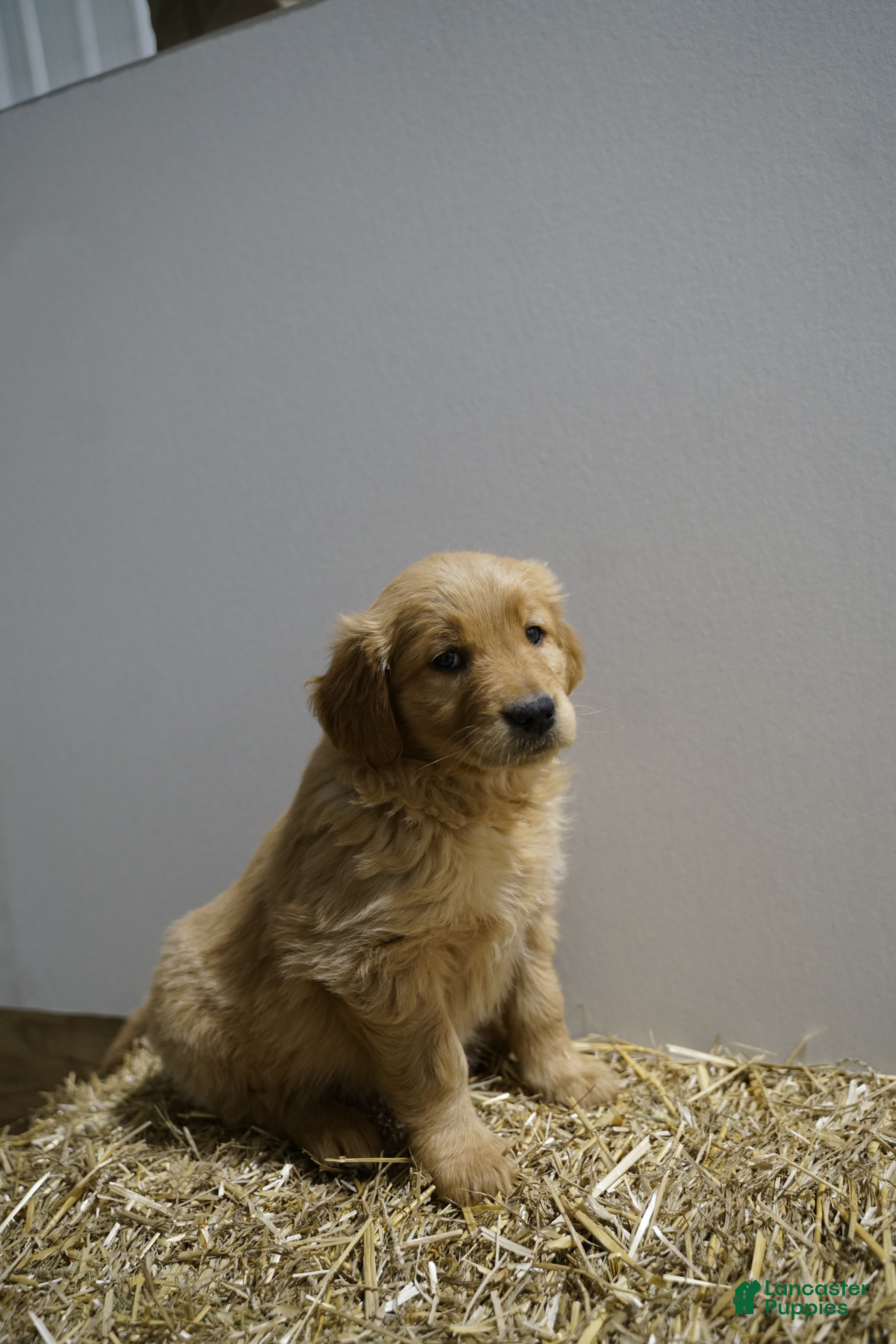 Golden Retriever dogs Golden Retriever Puppy 5 - Ad 19